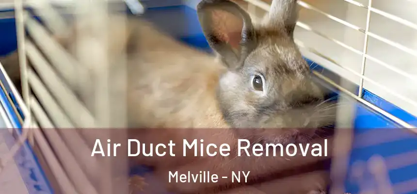  Air Duct Mice Removal Melville - NY